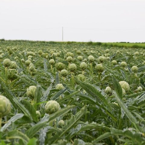 Артишок в миске