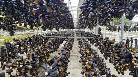 Melanzane secche per ripieno