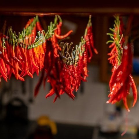 Pepe ornamentale essiccato