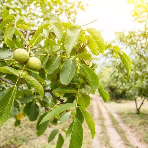 Geschälte Walnüsse