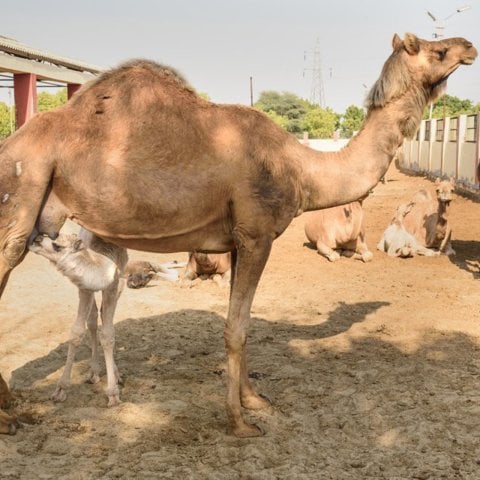 Deve Sütü 4 Litre 1 Aylık Tüketim