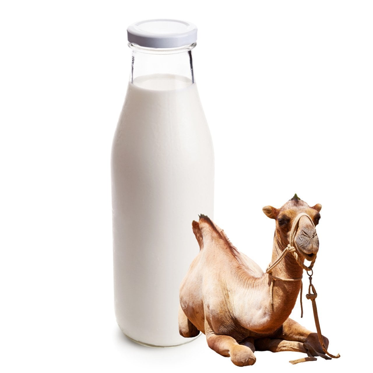 حليب الإبل