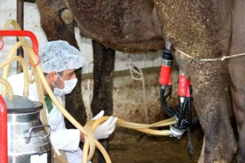 Deve Sütü 4 Litre 1 Aylık Tüketim