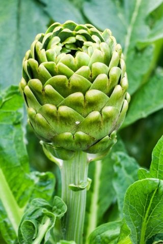 Alcachofas sin pelar con hojas