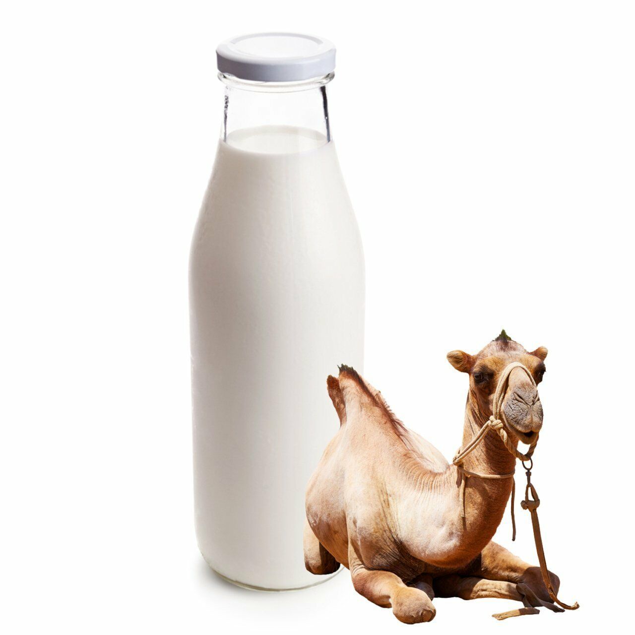 Deve Sütü 2 Litre 2 Haftalık Tüketim