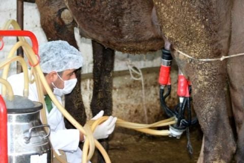 Camel Milk