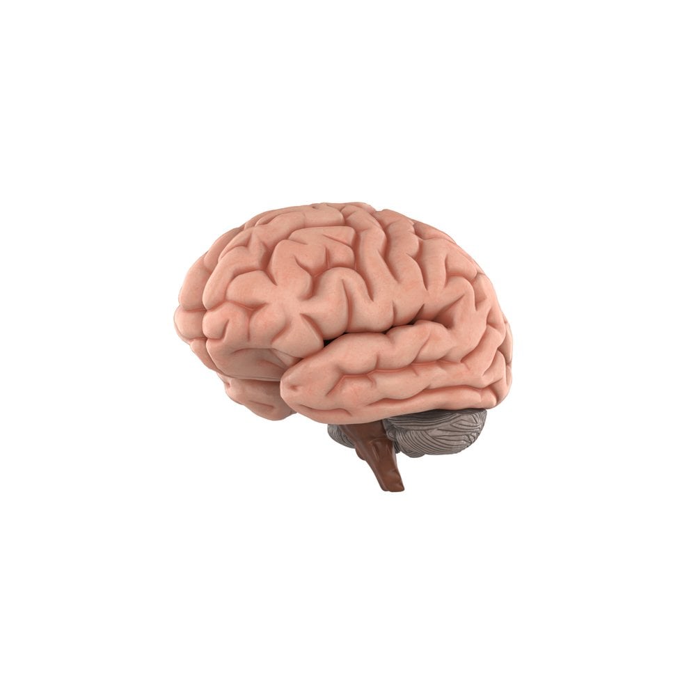 Верблюжий мозг