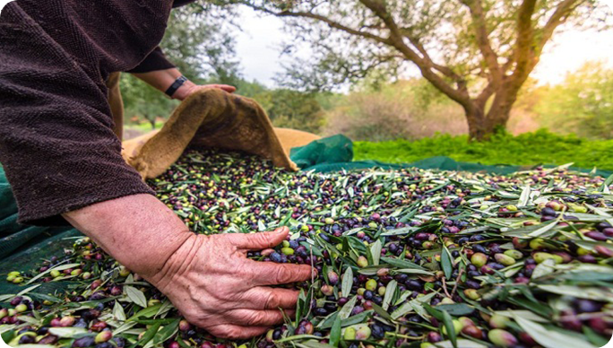 Organik Köy Ürünleri