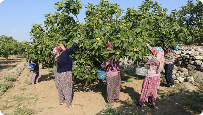 Organik Köy Ürünleri