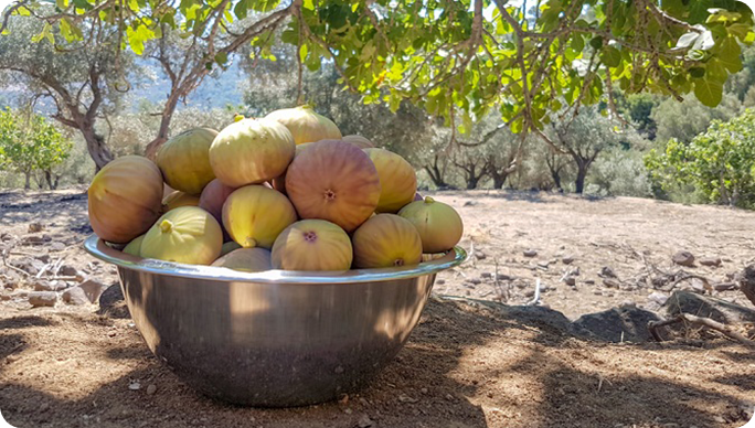 Organik Köy Ürünleri