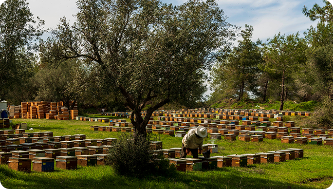 Organik Köy Ürünleri